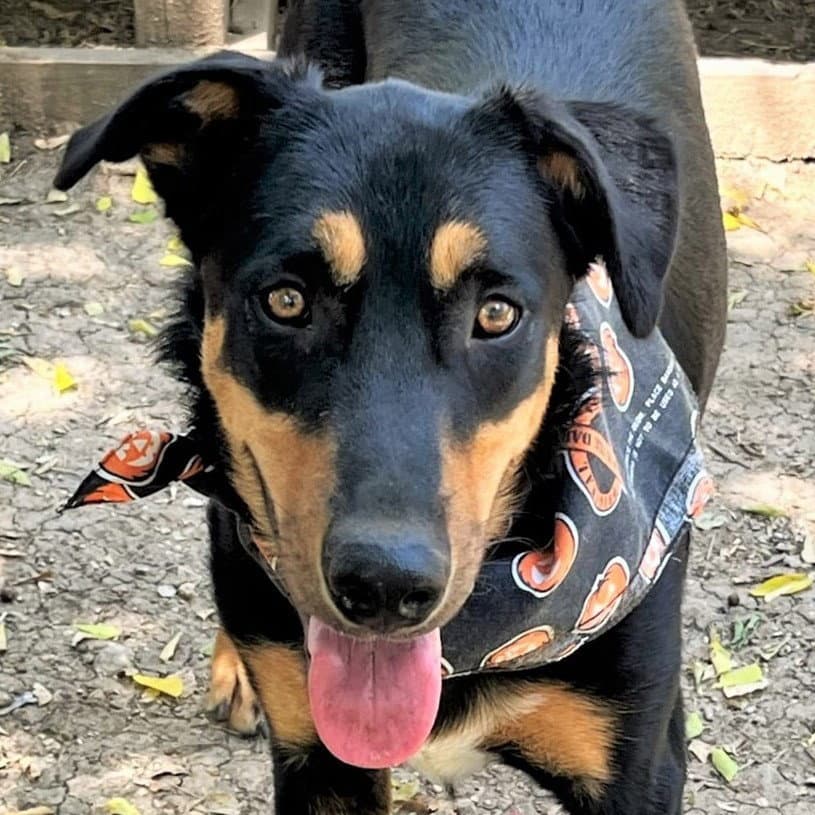 Scout