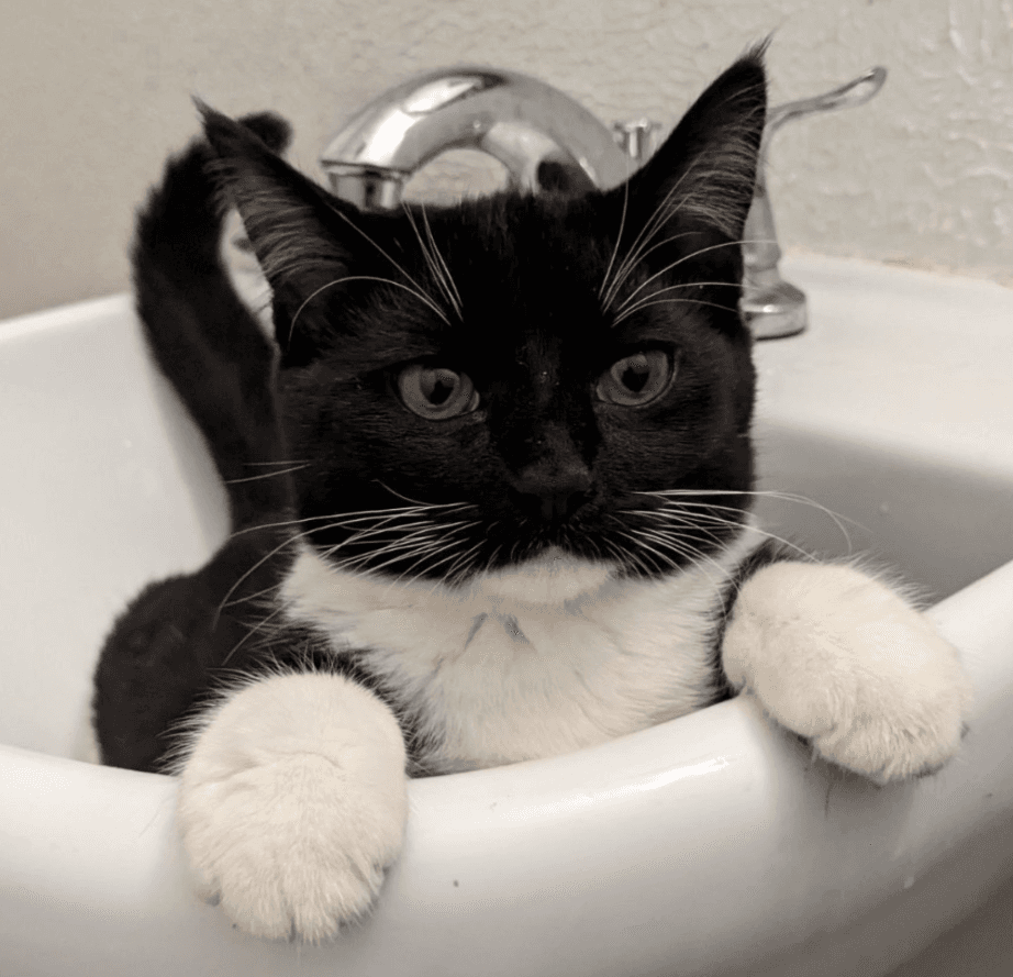 Kit Kat