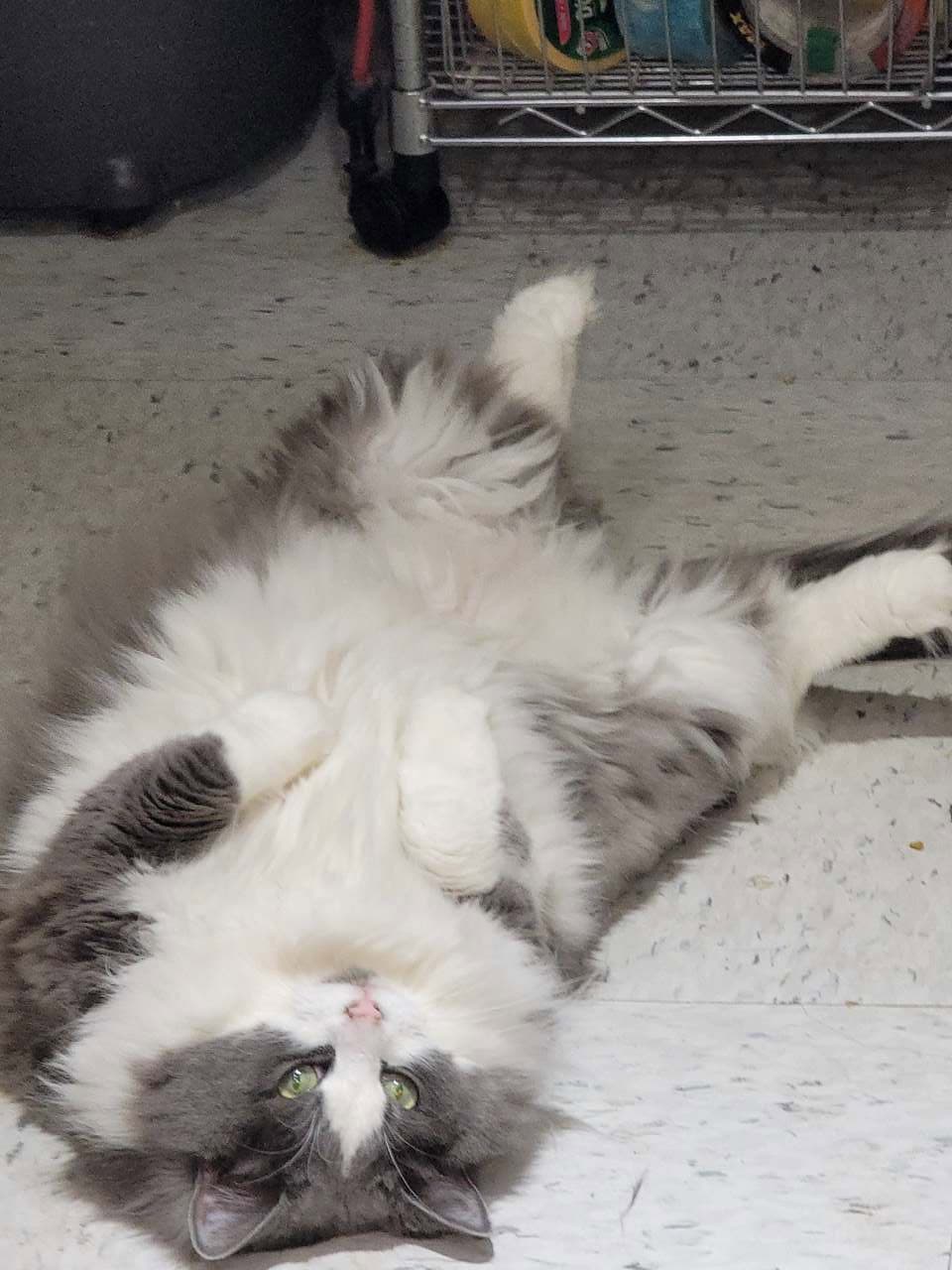Pretty Kitty 4153