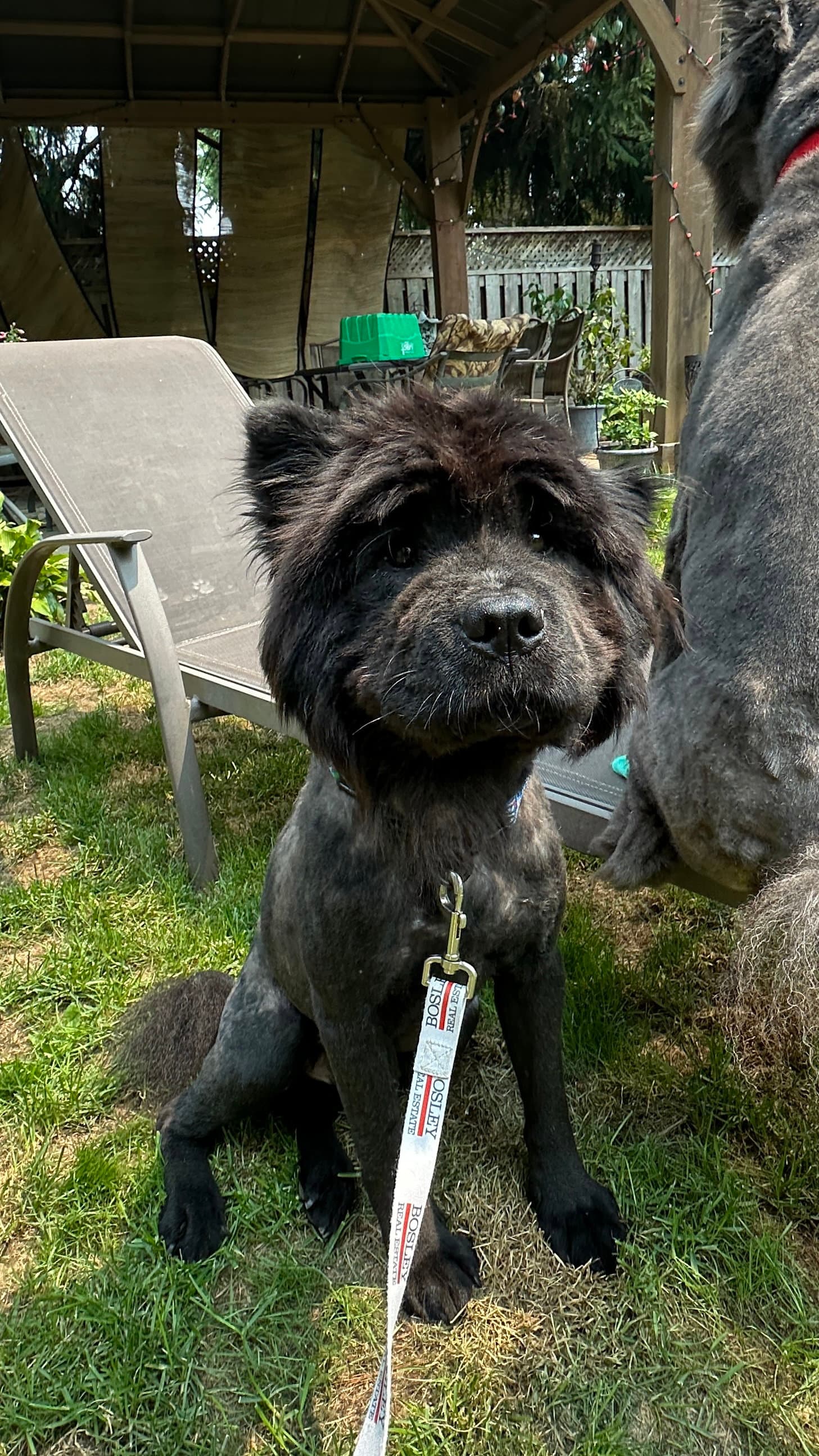 Juice - Adopted