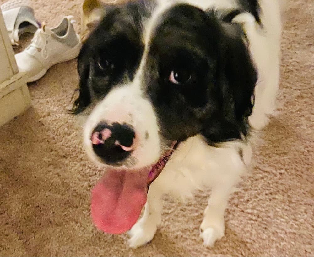 Finn