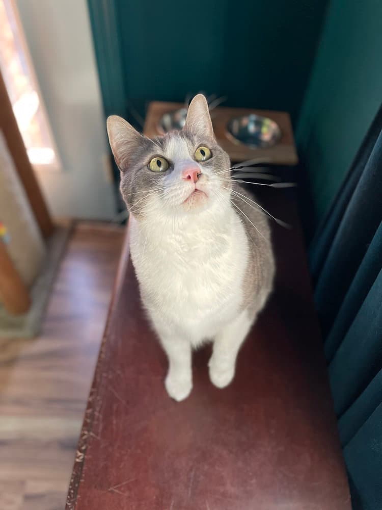 Myrtle