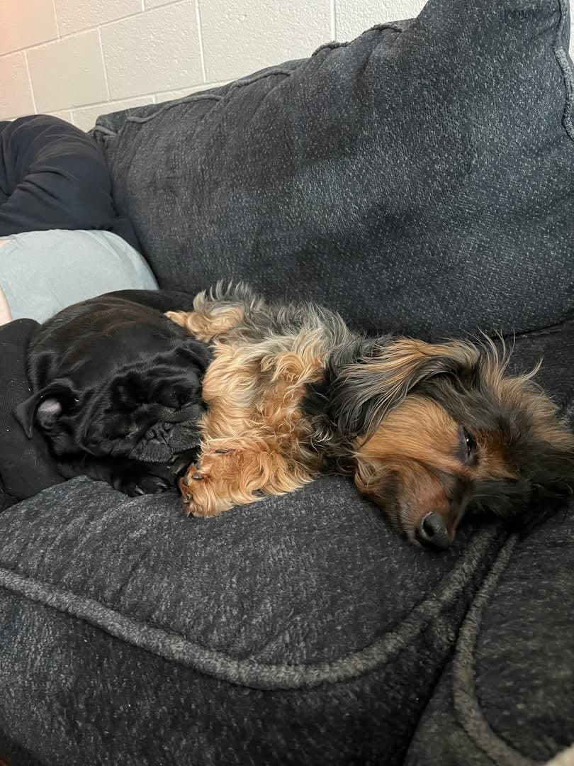 Paisley dachshund mix