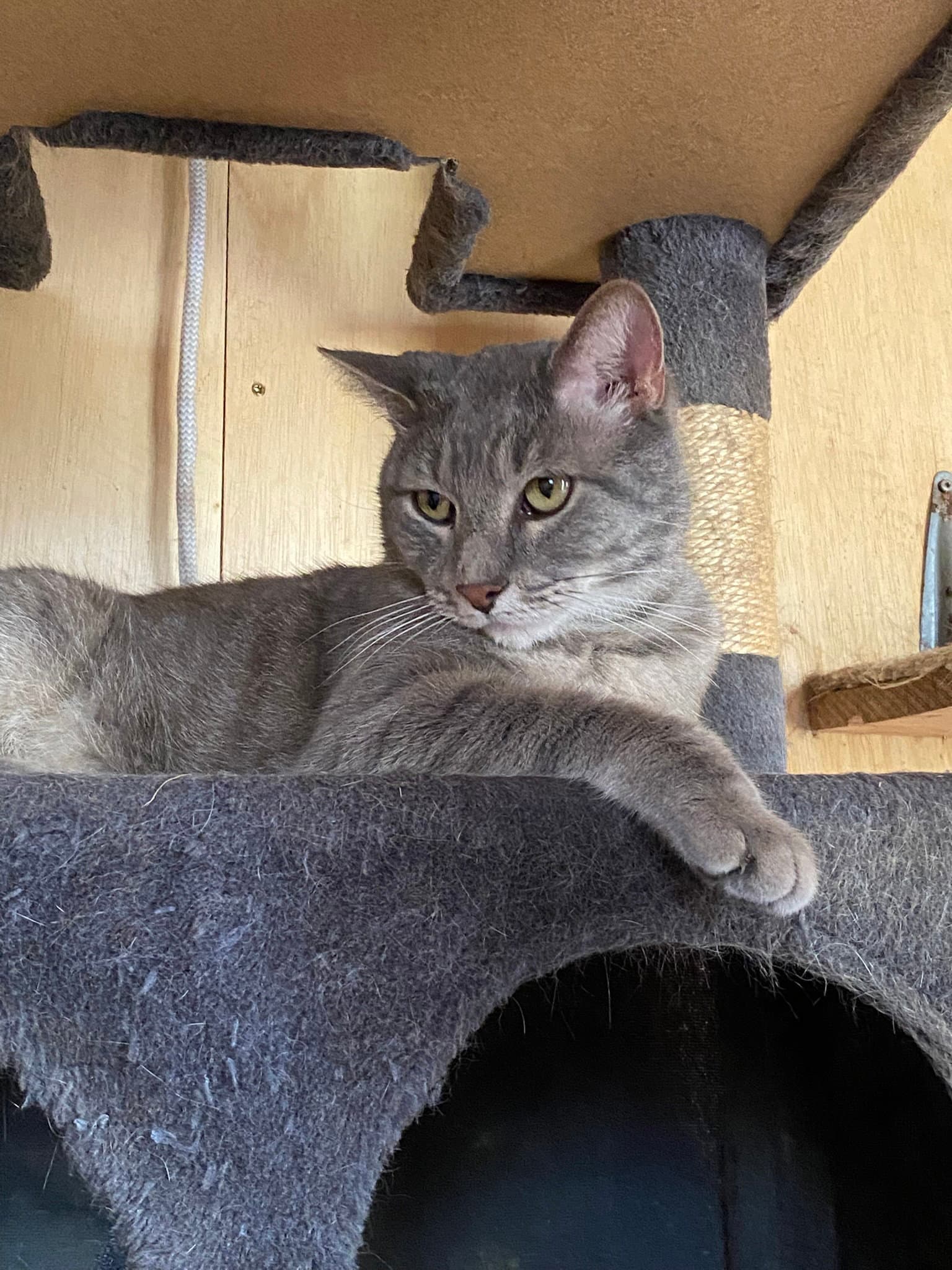 Greyson