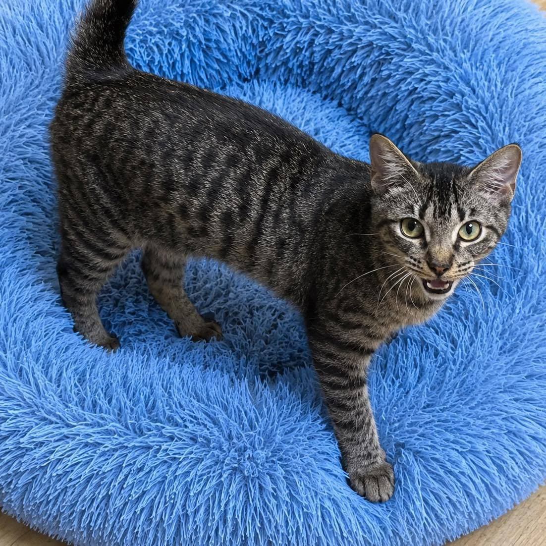 Merlin
