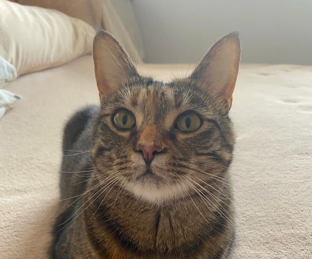 Simba