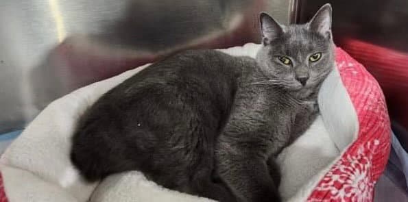 Whiskey ** IN FOSTER **