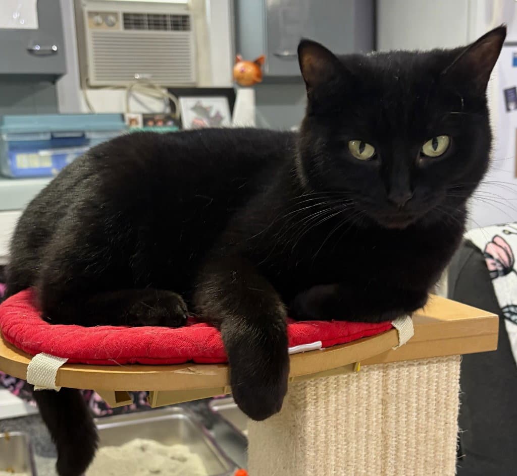 Sammi * IN FOSTER *