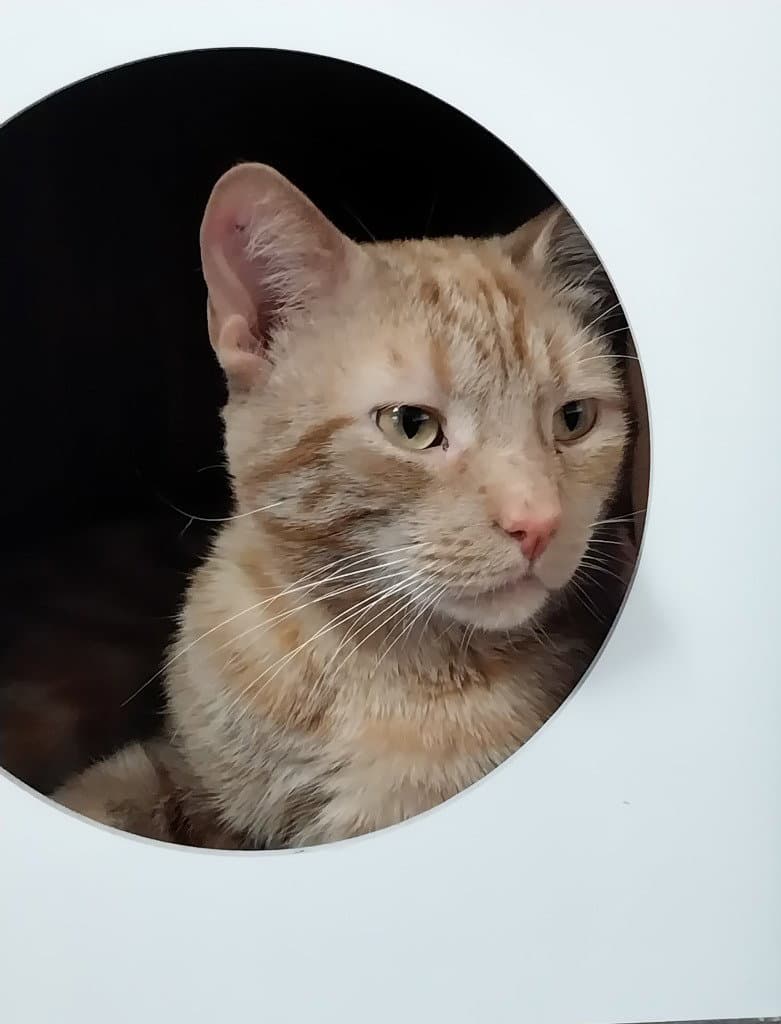 Nado * IN FOSTER *