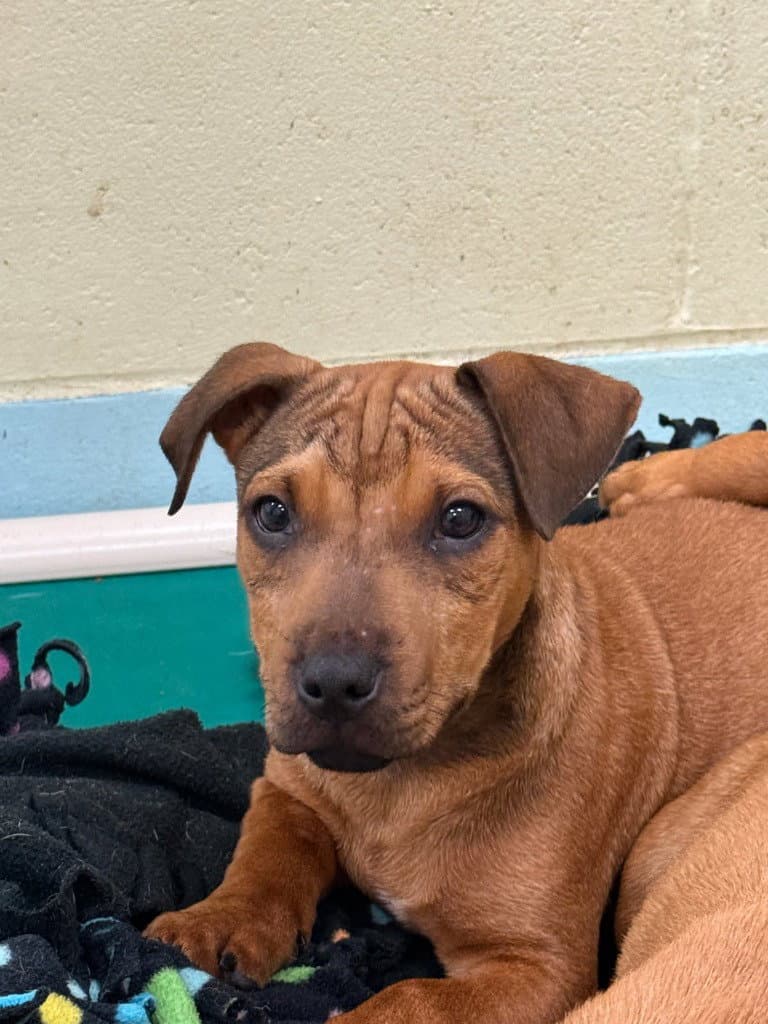 Zuma-in a foster home