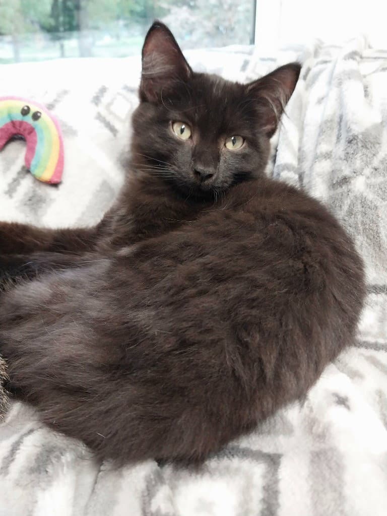 Spartacus * IN FOSTER *