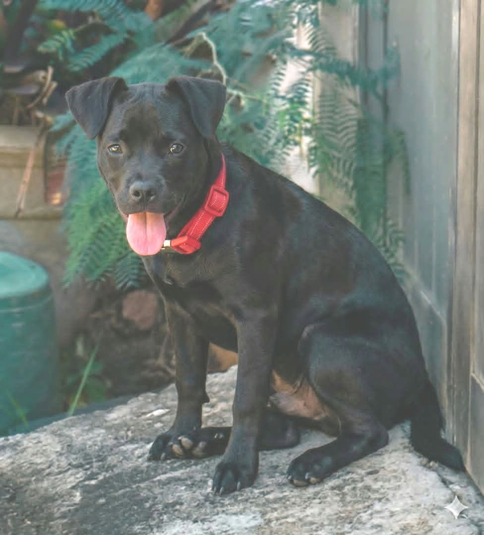 Cosmo (Foster in PR)