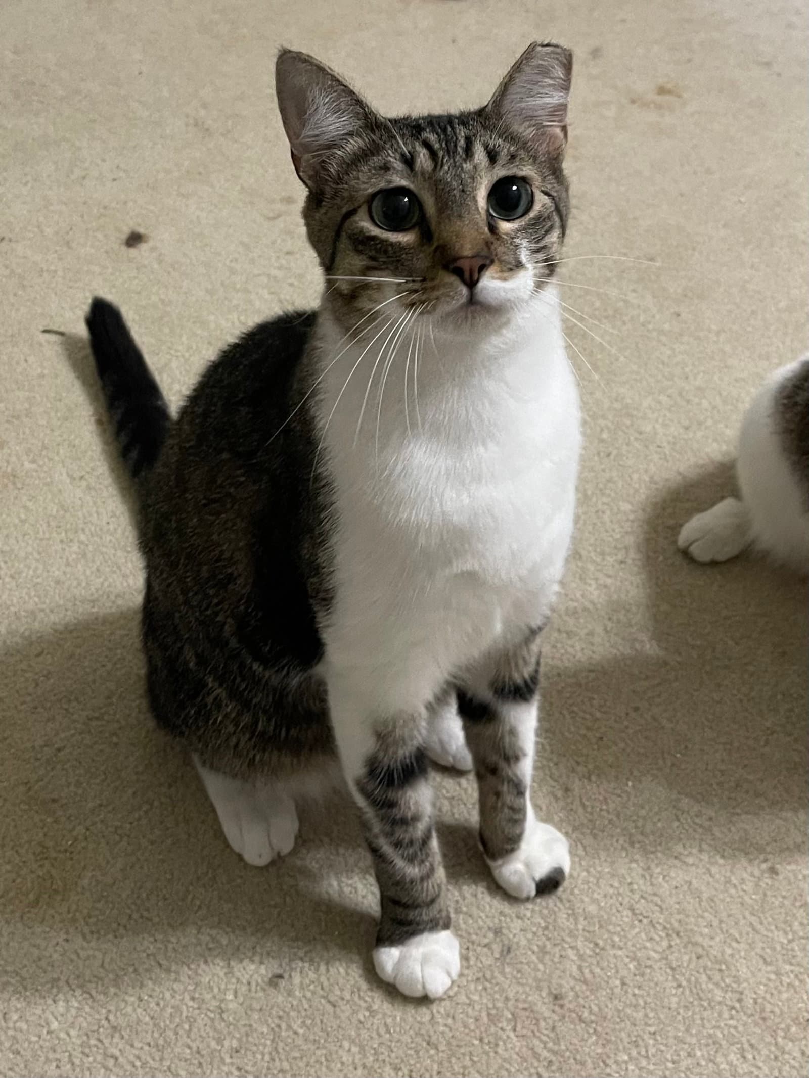 Brutus