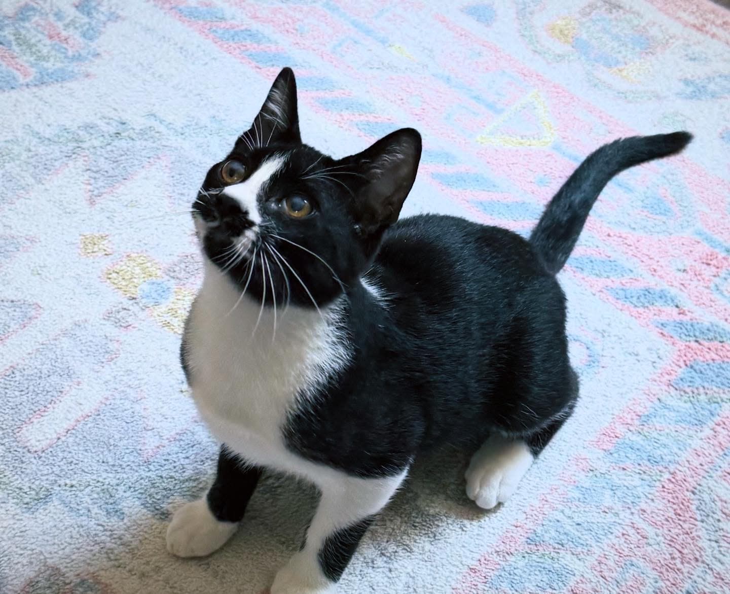 Pepper