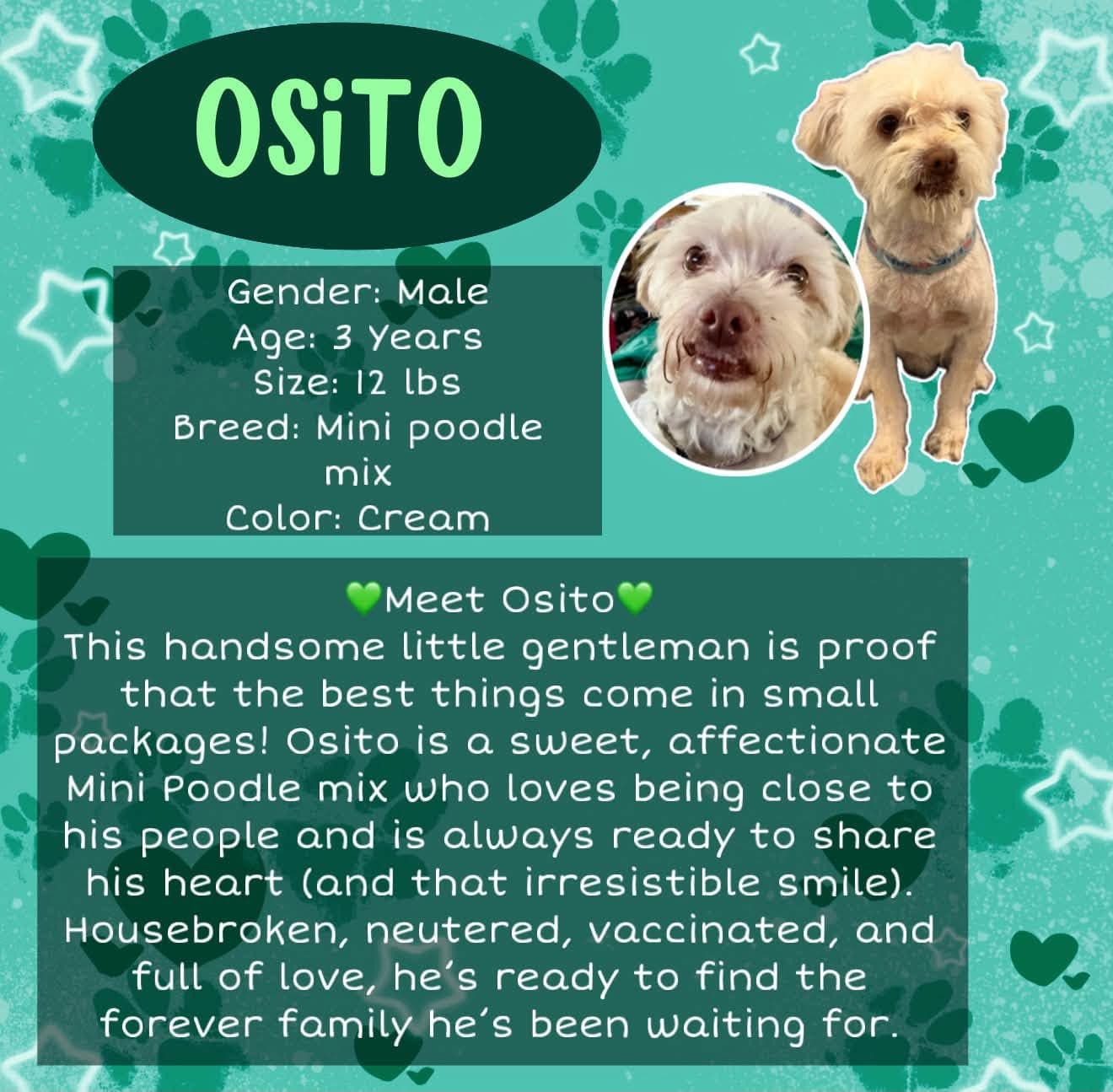 Osito