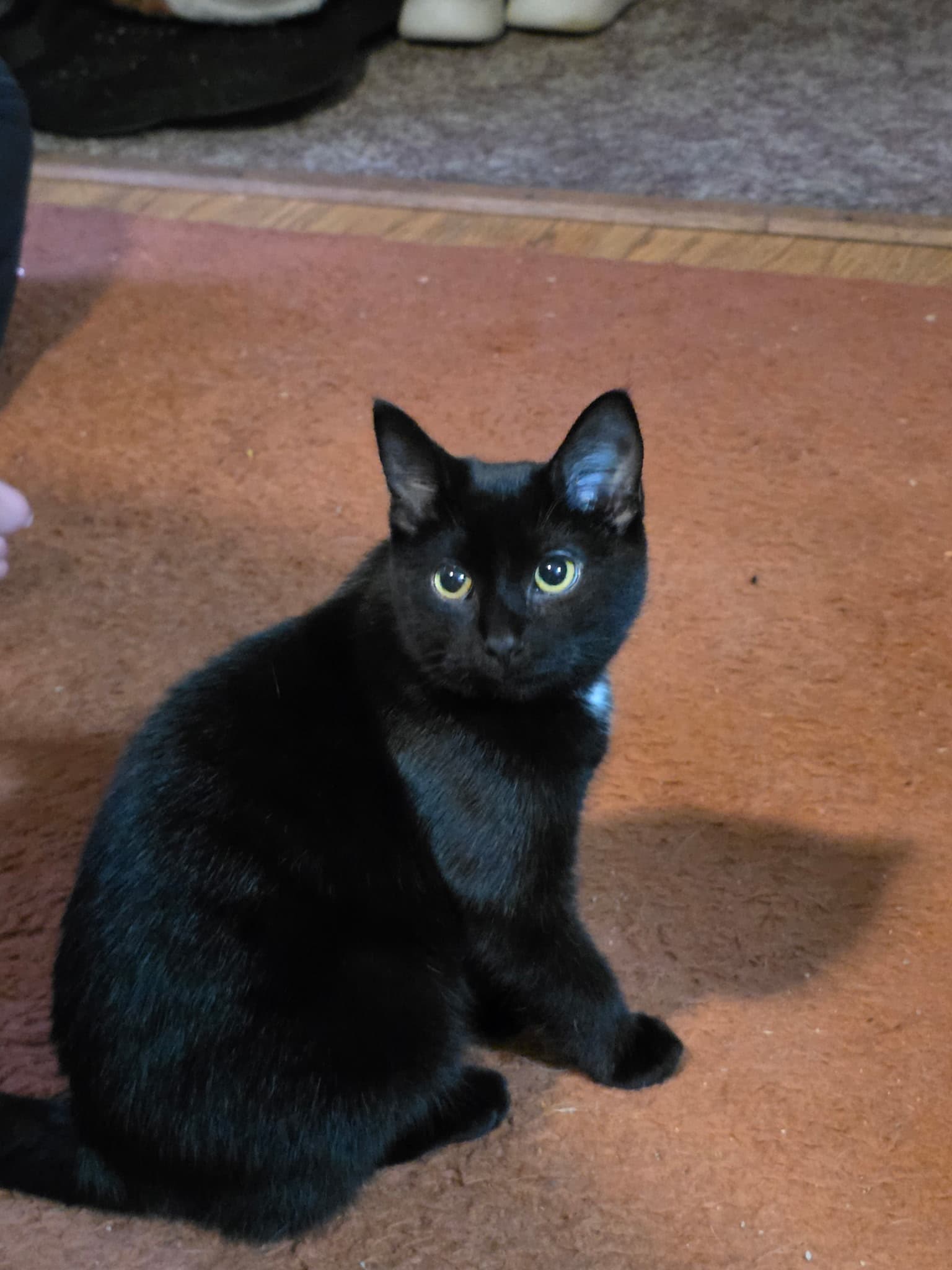 Toothless