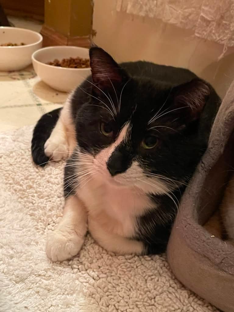 Sylvester