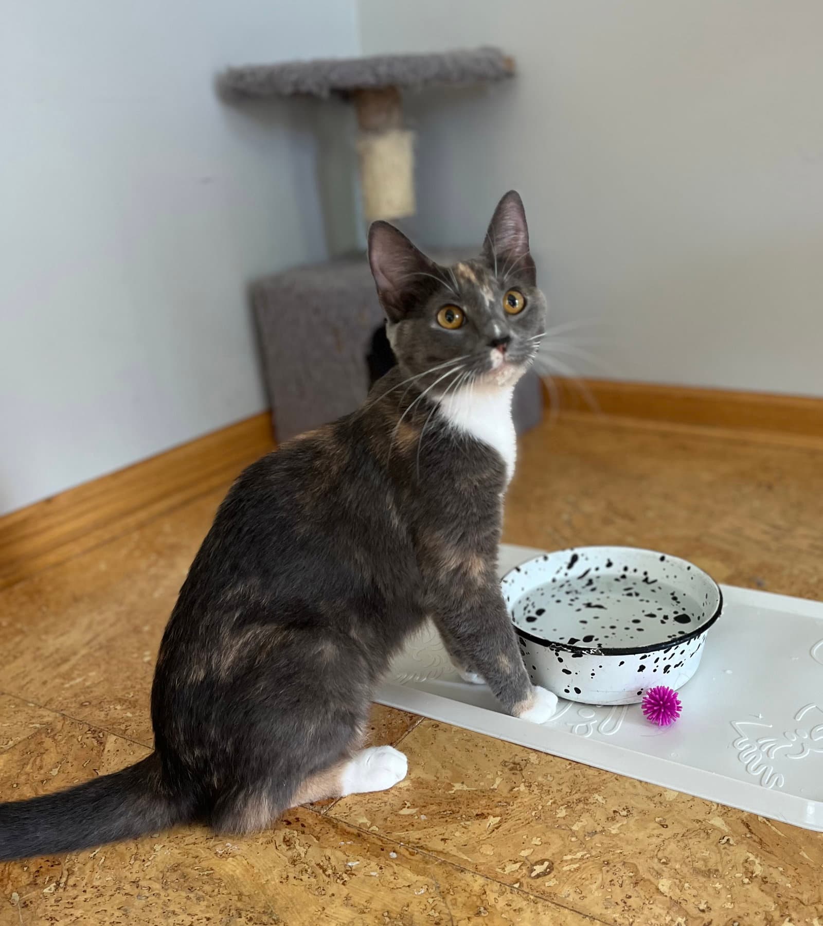 Ivy