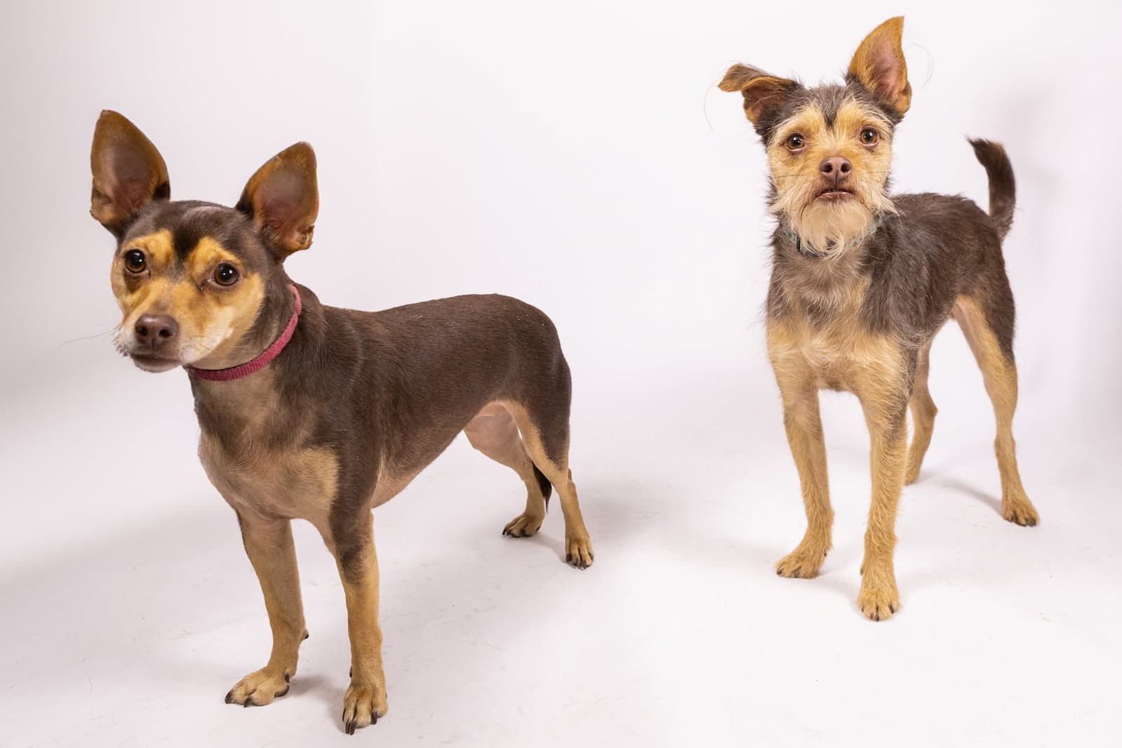 Cosmo and Minnie Bonded Pair