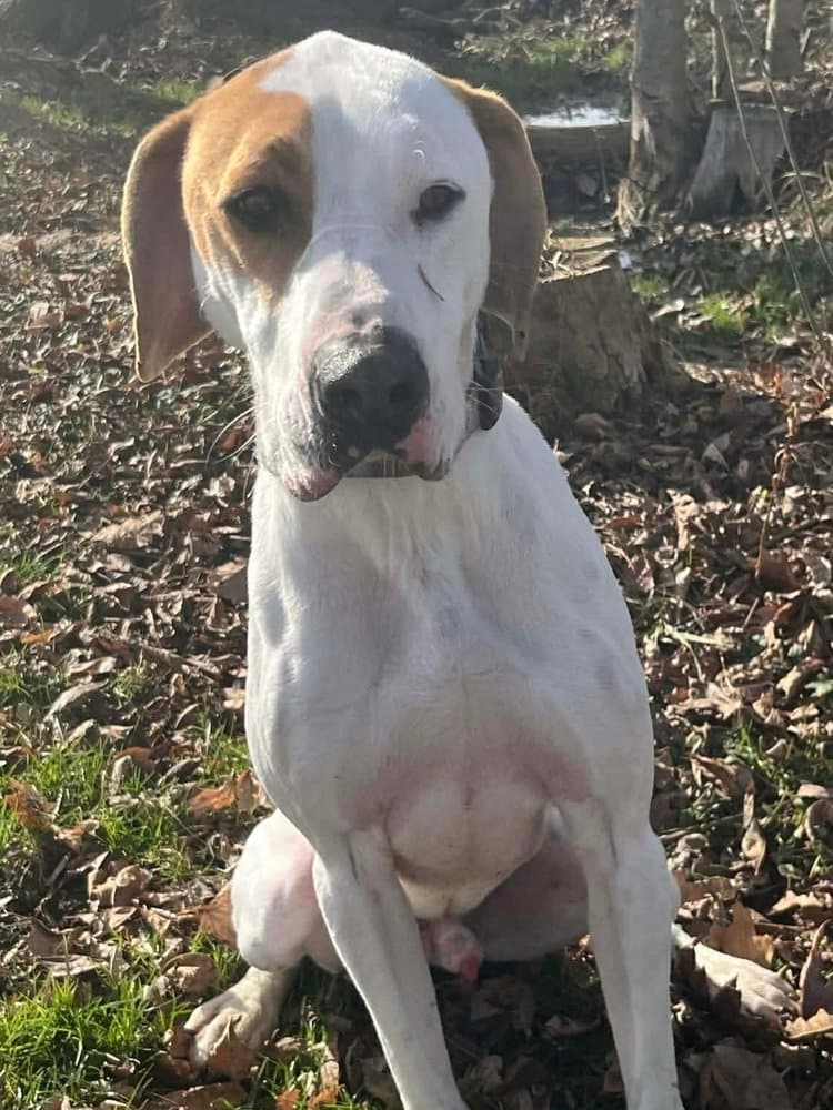 Hound Dawgs : Clark