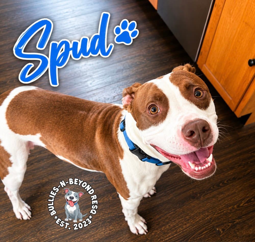 Spud