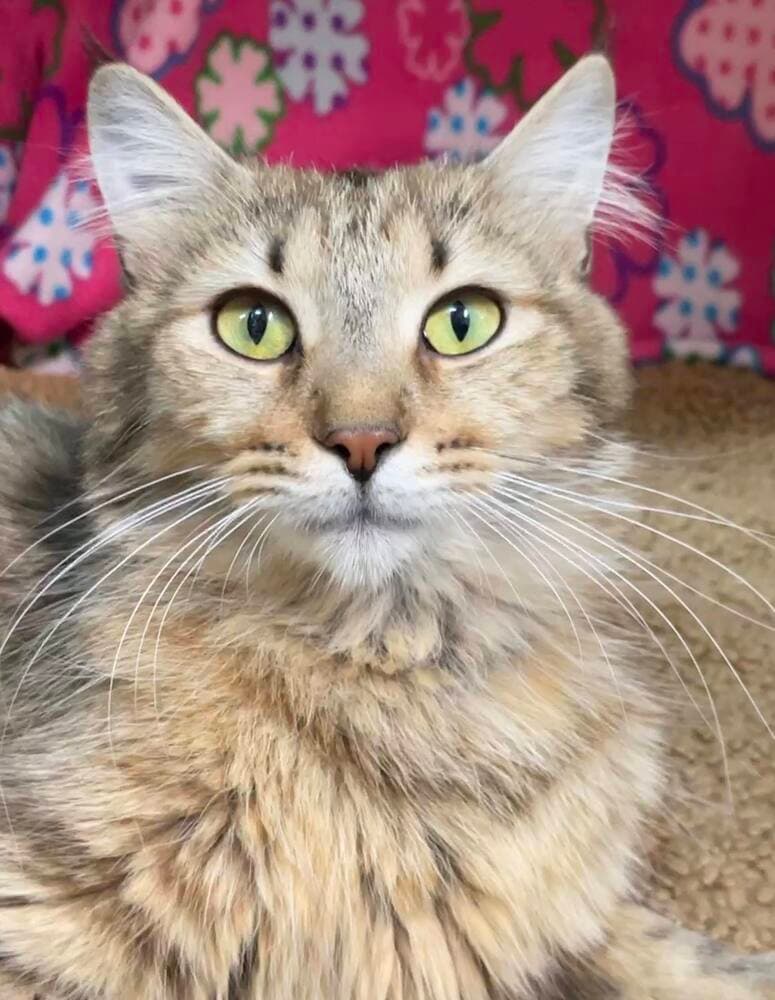 Persephone - LF