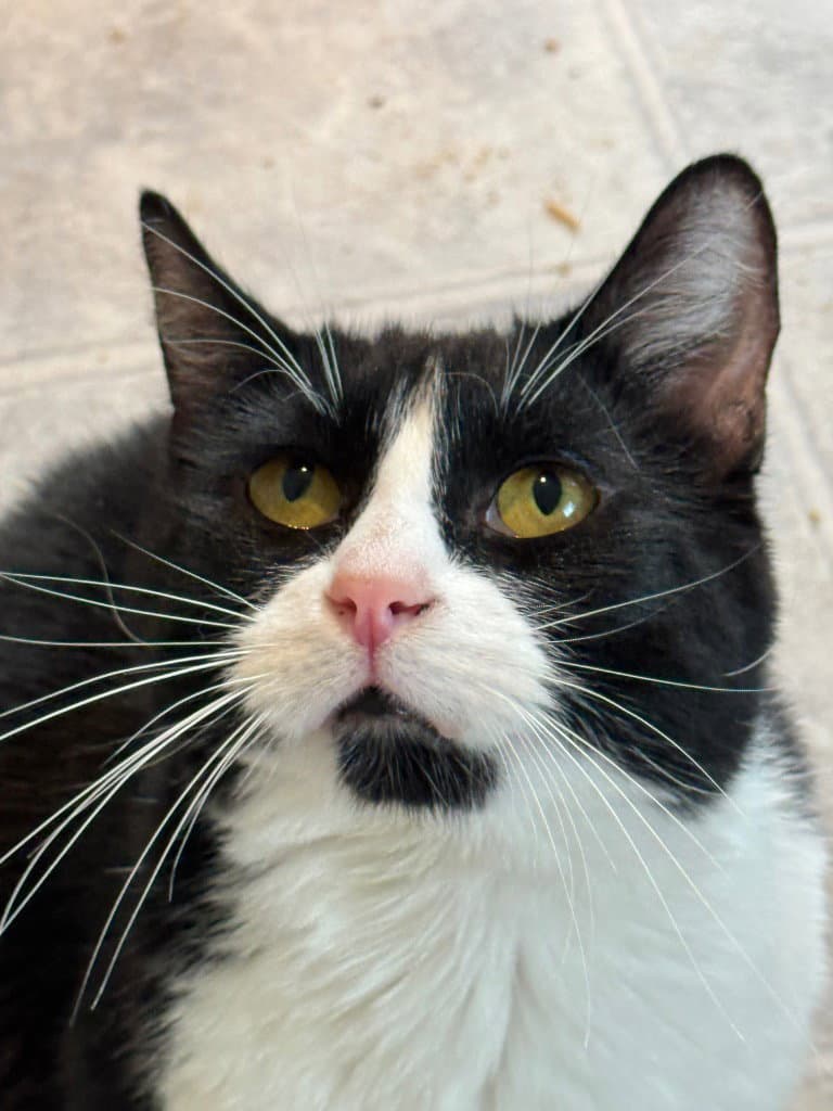 Oreo