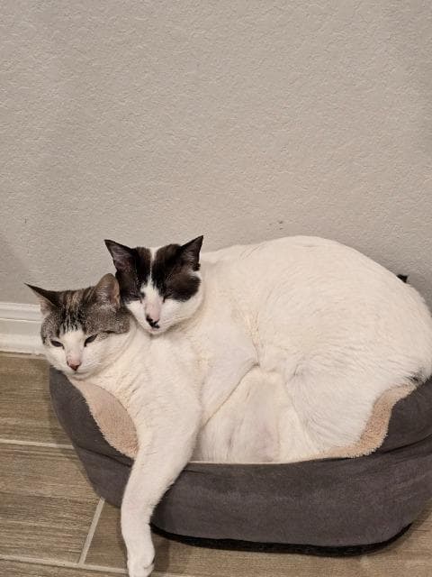 Cortana (Left)