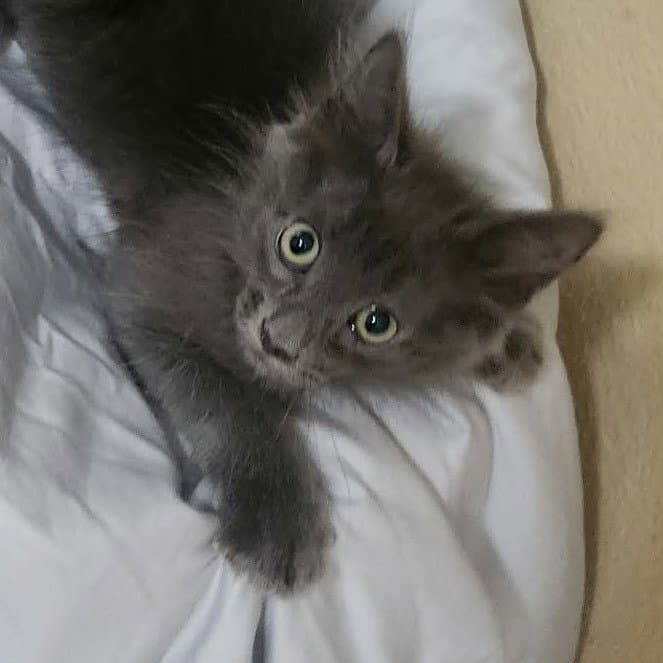 Smokey Grey
