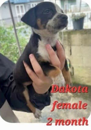 Dakota