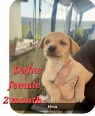 Dafne