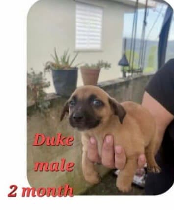 Duke