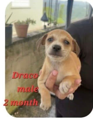 Draco
