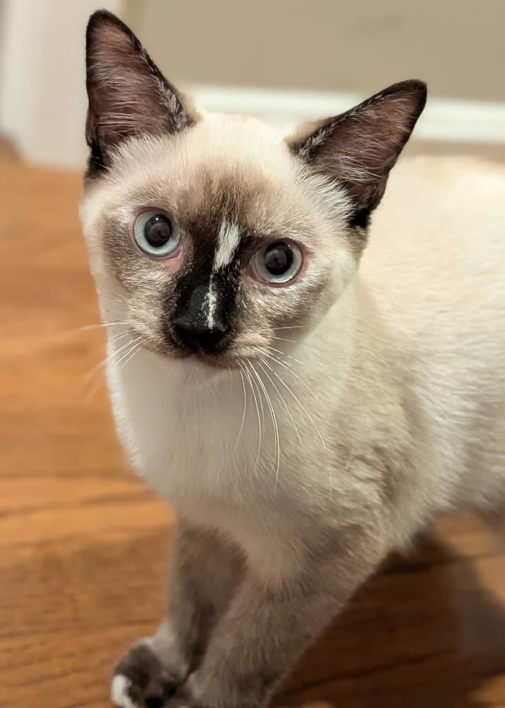 Frankie