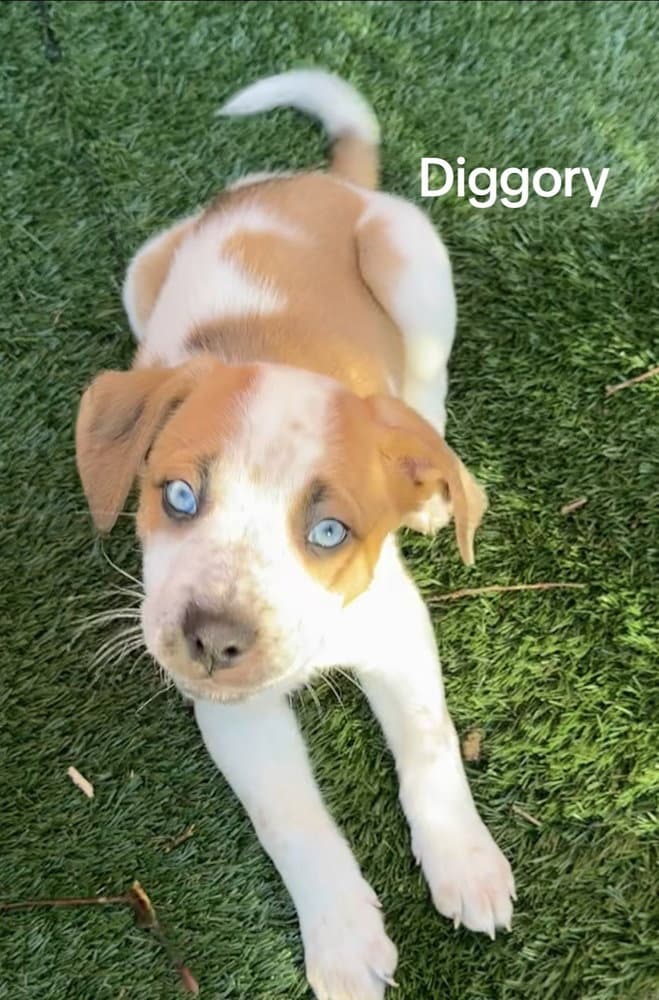 Diggory