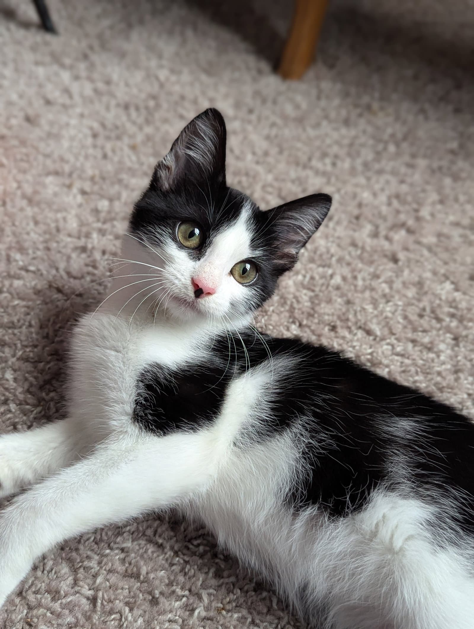Bubbles (Shoulder kitten)
