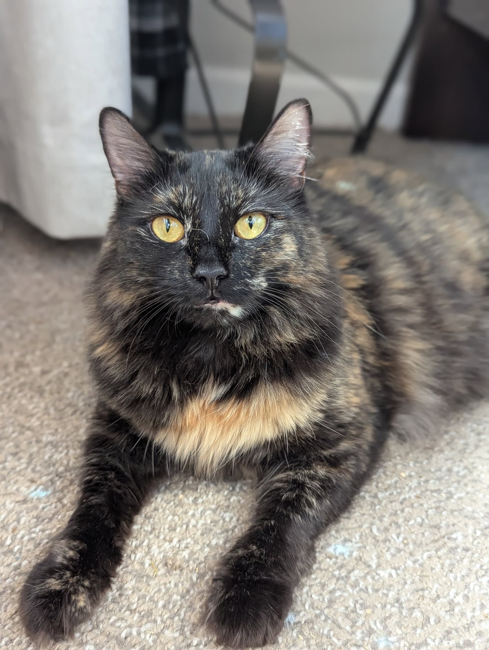 Winkie (Bonded with Monty)
