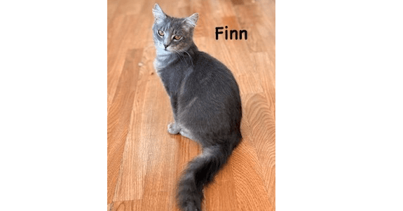 Finn