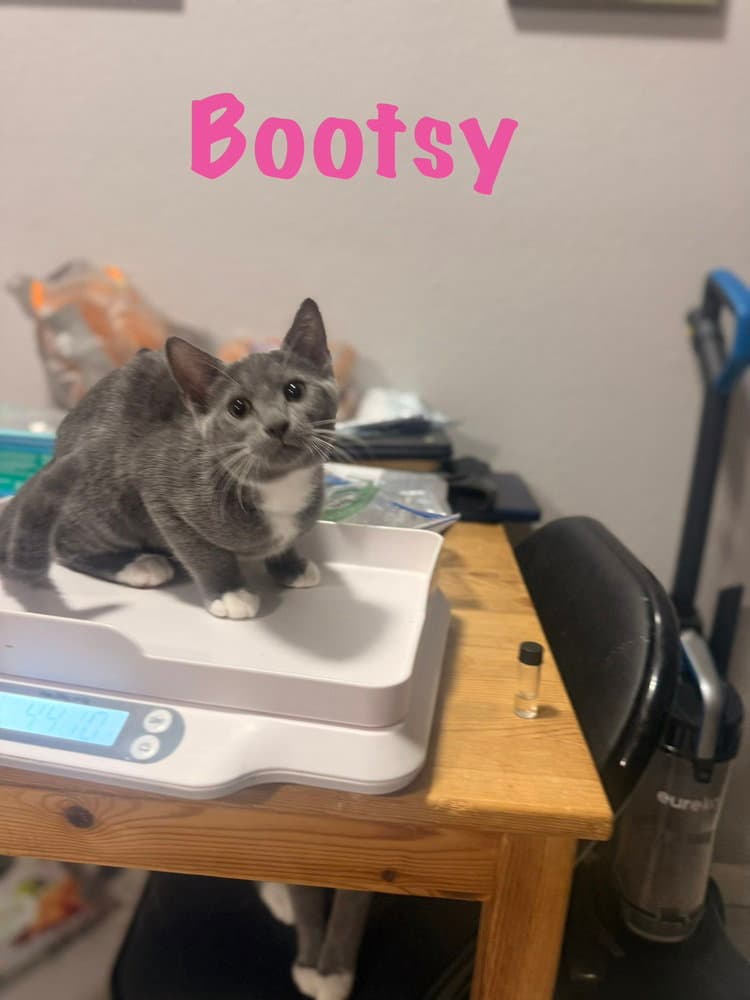 Bootsy