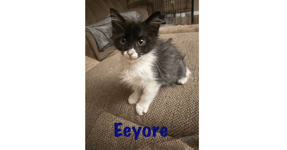 Eeyore