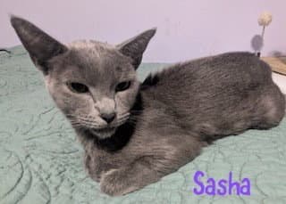 Sasha
