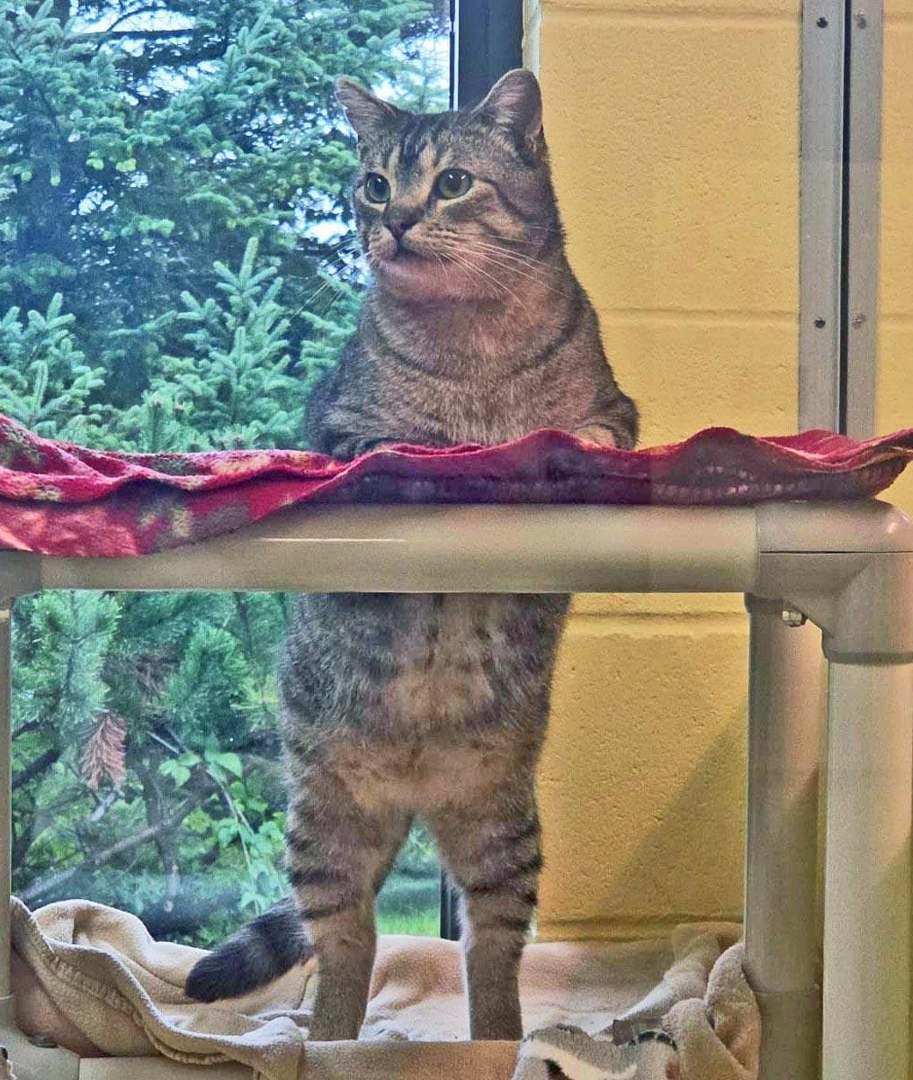 Tigerclaw