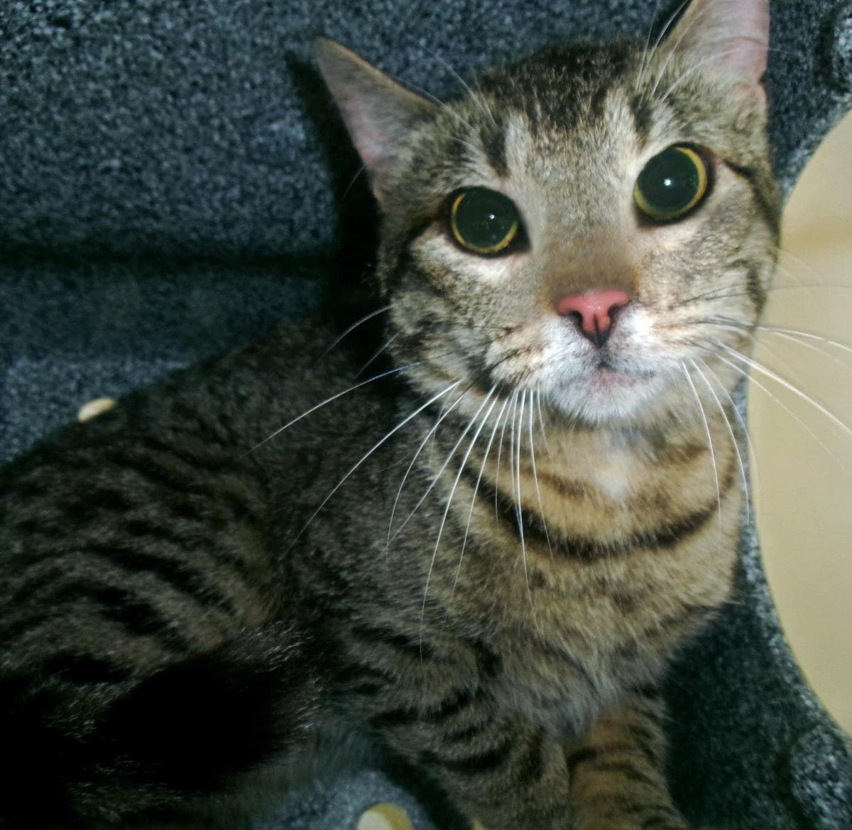 Snipe (Working Cat)