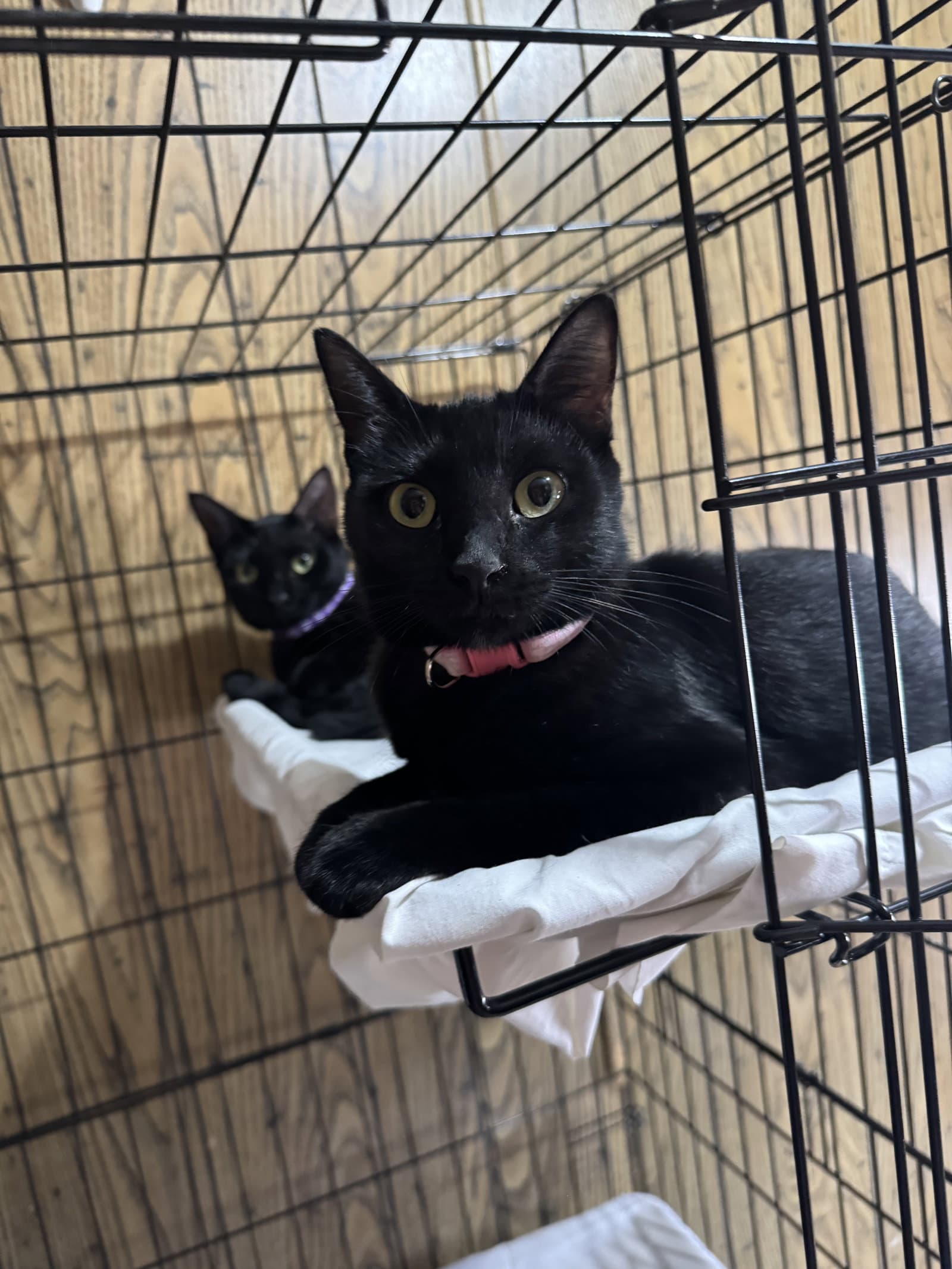 Coco & Delilah