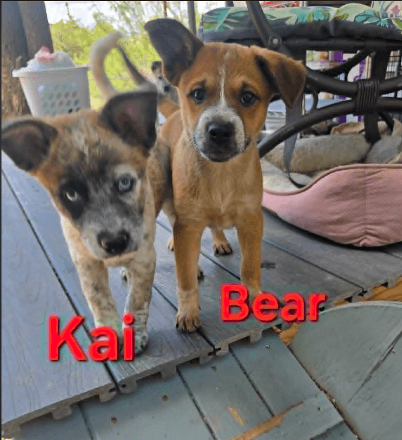 Bear