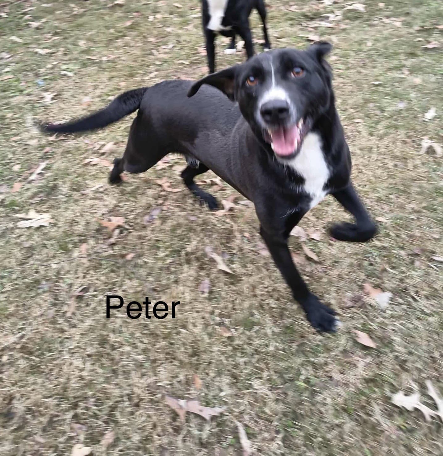 Peter (P pup)