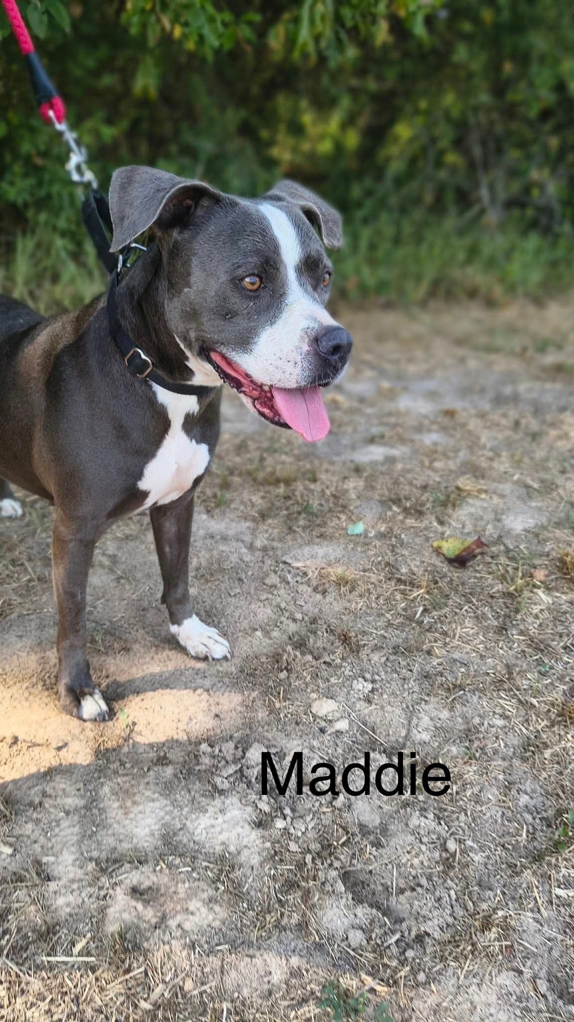 Maddie