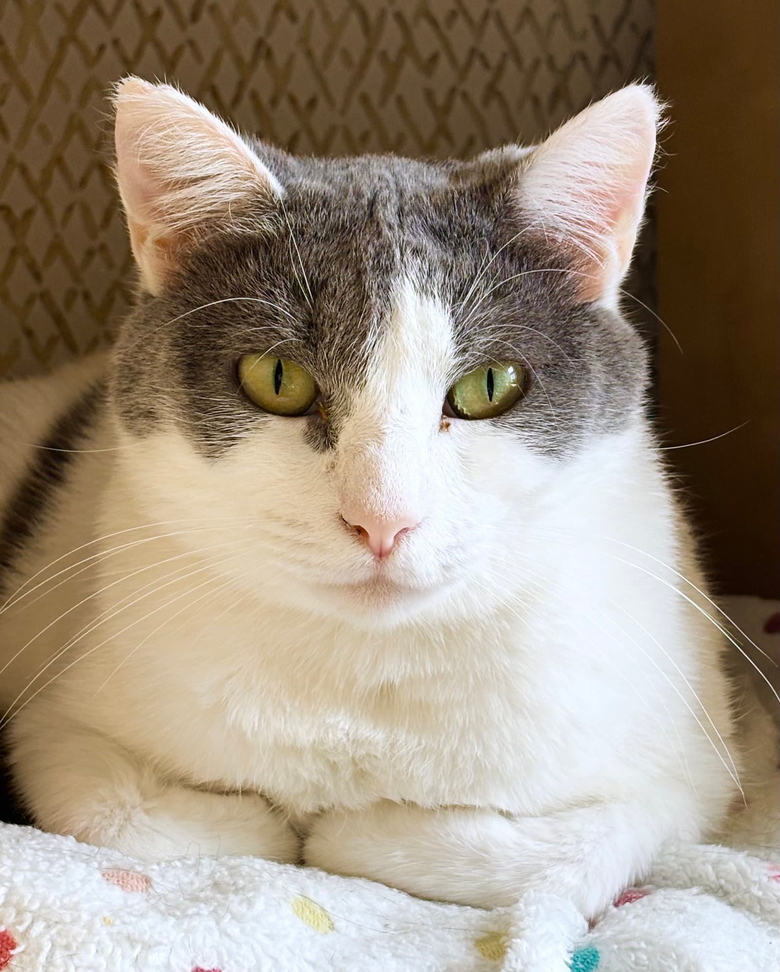 Isabella