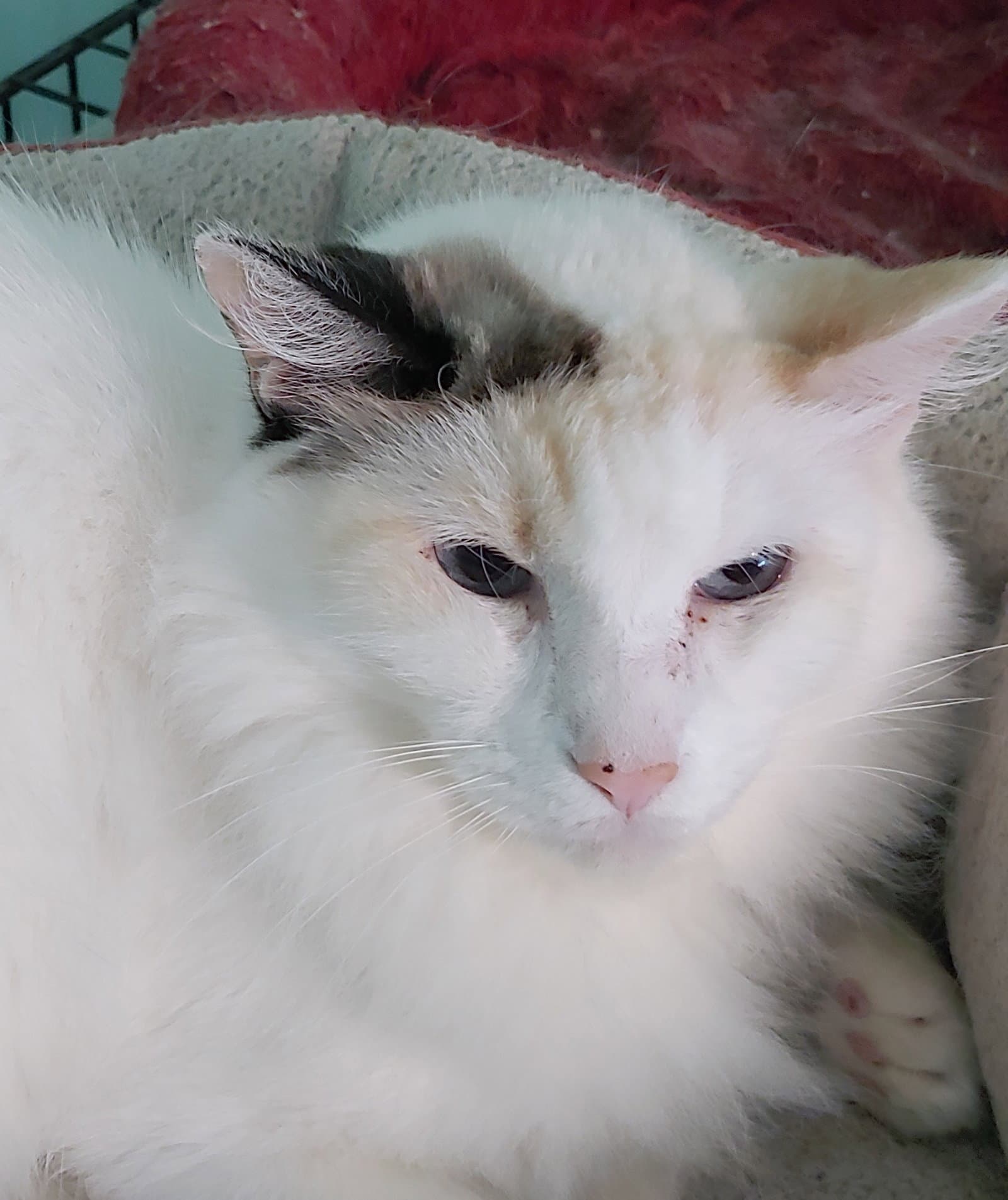 Sweet Pea