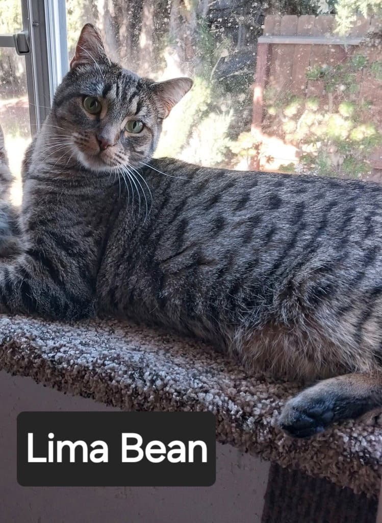 Lima Bean
